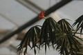 jatropha multifida 1321