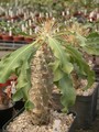 pachypodium namaquanum 01