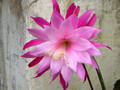 eh gloriosum 6850 0106