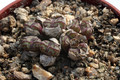 conophytum obcordellum rolfii rr1003 2888