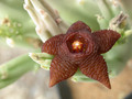 stapelia kwebensis 01