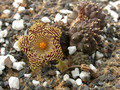 huernia kennedyana 07