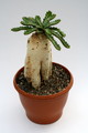 euphorbia stellata 7257 sm