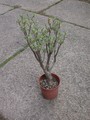euphorbia balsamifera 5701