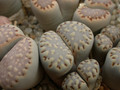 lithops julii fulleri 03