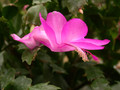 schlumbergera thor nille 04