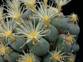 conophytum sp 04
