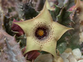 huernia quinta sheilam 01