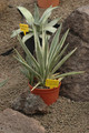 agave angustifolia marginata 03