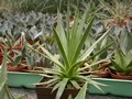 agave daslirioides josunda 01