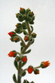 echeveria cv doris taylor 0336