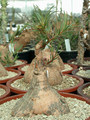 euphorbia trichadenia 02
