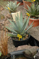 agave purpursorum