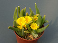 glottiphyllum parvifolium 1570.jpg