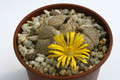 lithops pseudotruncatella mundtii 9551