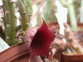 huernia keniensis03