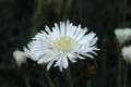 lampranthus schiewe 04