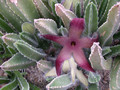 stapelia gigantea1