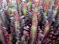 euphorbia trigona rubra
