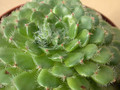 echeveria ciliata 02