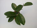hoya carnosa 1413