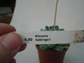 echeveria halbingeri 8303