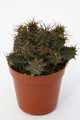 euphorbia philipsiae 2234