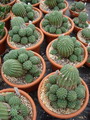 euphorbia stellaespina1