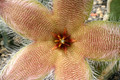 stapelia desmetiana 15cm 9610