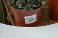 hoya curtisii 6557