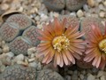 lithops verruculosa7