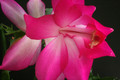 schlumbergera nonoco 5931