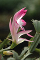 schlumbergera hatherton charm 226