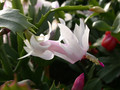 schlumbergera eina 02