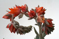 echeveria runyonii topsy turvy 0339