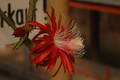 aporocactus peggys cartwheel 1279