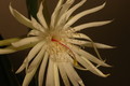 epiphyllum pumilum phasen 2308