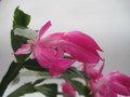 schlumbergera nono co 7760