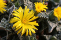 faucaria spec 0202