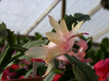 schlumbergera ralf bauer 03