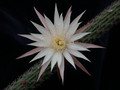 nyctocereus hirtschtianus 01