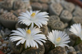 lithops karasmontana bella 43 0208