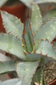 agave titanota 8714