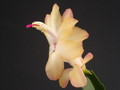schlumbergera sol brazil 1604