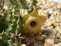 huernia thudichumii 02
