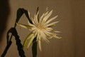 epiphyllum pumilum phasen 2298
