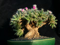 trichodiadema densum 02