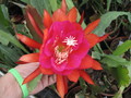 eh arepal 5170 48