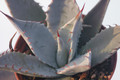 agave shrevei matapensis matape son 8556