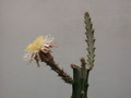 peniocereus cuixmalensis 33
